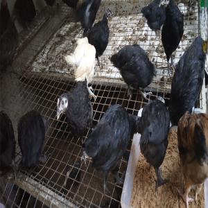 Black Kairali Chicken