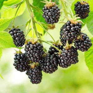 Blackberry Plant