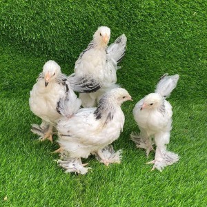 Brahma Chicken Chicks