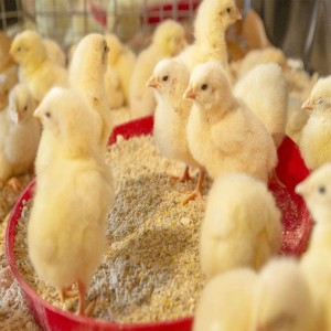Broiler Feed