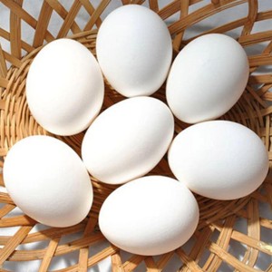 Broiler Fresh Egg 