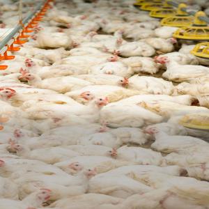 Broiler Poultry Farm Chicks