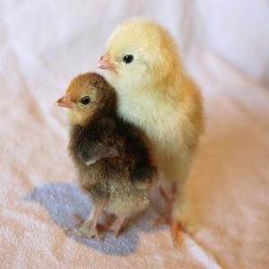 Brown Broiler Chicks