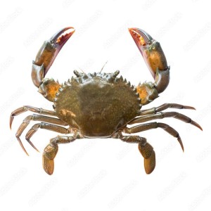 Brown Mud Crab