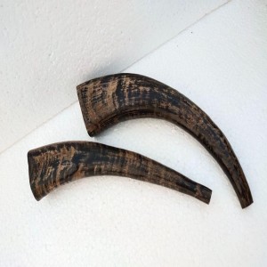 Buffalo Blowing  Horn