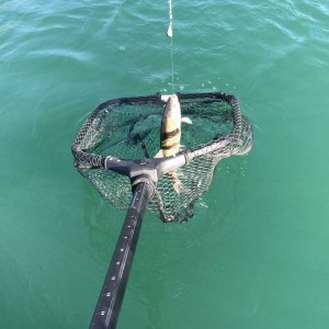 Carbon Fibe Fishing Net