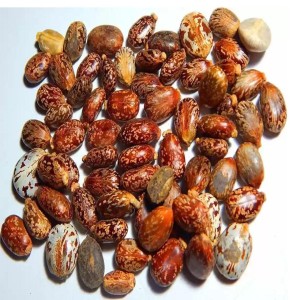 Castor Brown Seed