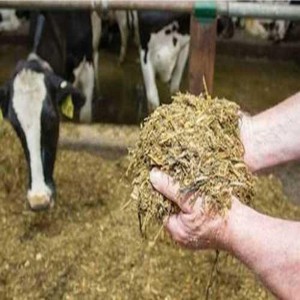 Cattle Corn Silage Feed
