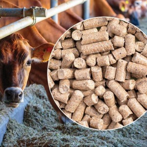 Cattle Food Feed