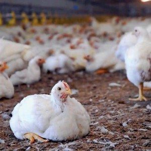 Chick Poultry Hatchery