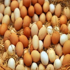 Chicken Poultry Egg