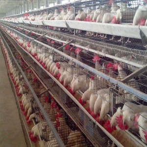 Chicken Rearing Cage