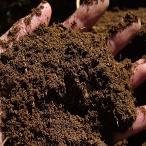 Coco Coir Peat Moss, Create desirable plant growth