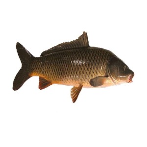Common Carp Fish