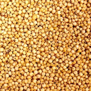 Common Sorghum Millet
