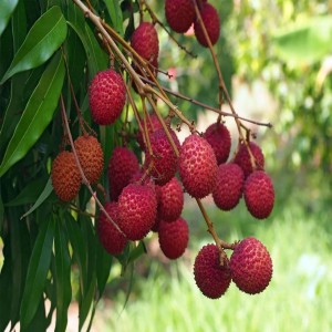 Commonly Fresh Litchi