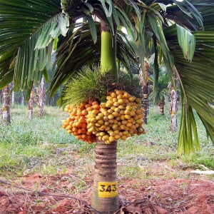 Cultivated Betel Nuts