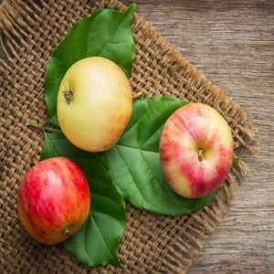 Cultivated Round Apple 