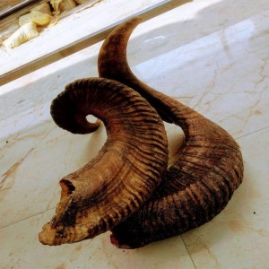 Decoration Sheep Horn 