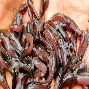 Desi Mahur Fish Seed