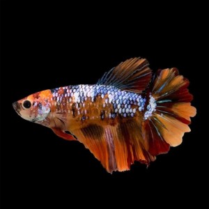 Female Betta Fighter Fish, Smaller size, simpler color