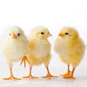 Female Cobb Broiler Chicks