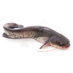 Fresh Cat Fish