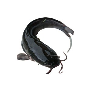 Fresh Catfish Seeds