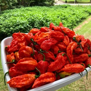 Fresh Ghost Pepper