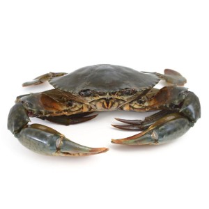 Fresh Mud Crab