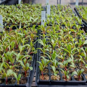 Garden Seedling Tray