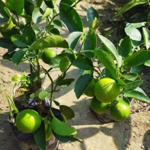 Grafted Kolkata Pati Lemon Plant