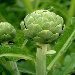 Green Artichokes