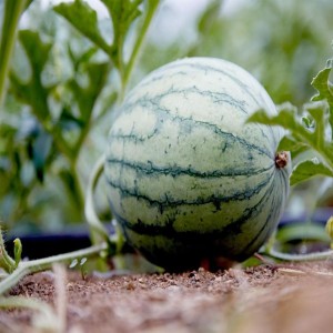 Green Fresh Watermelon