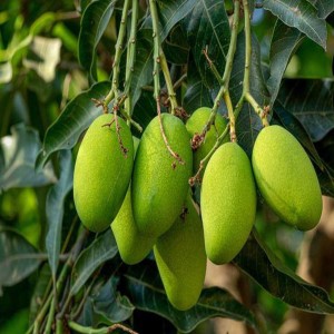 Green Mango Tree