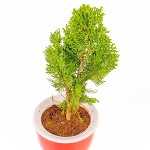 Green Morpankhi Plant