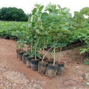 Green Sandalwood Plant