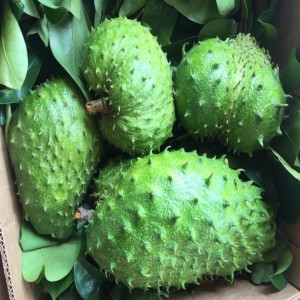 Green Soursop Fruit