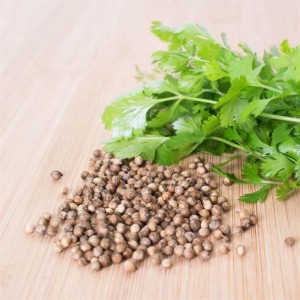 Green Wonder-coriander Seeds