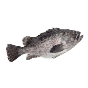 Grouper Dressed Fish