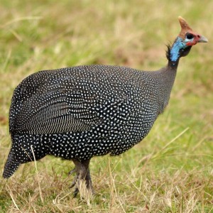 Guinea Fowl Bird