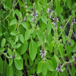 Herbal Natural Tulsi