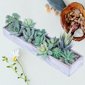 Home Decorative Succulent