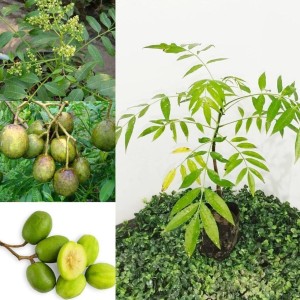 Hybrid Amra Fruit Plants