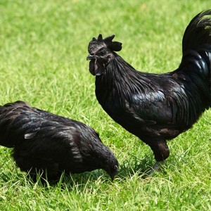 Kadaknath Hen Chicks