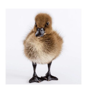 Khaki Campbell Duck Chicks