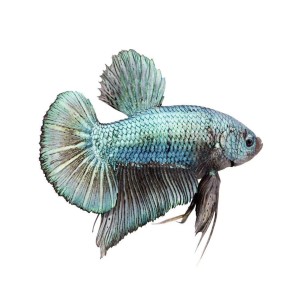 King Betta Fish, 5- 6cm height, vibrant beige color