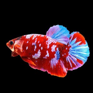 Koi Betta Fighting Fish, Easy care level, 4liter tank