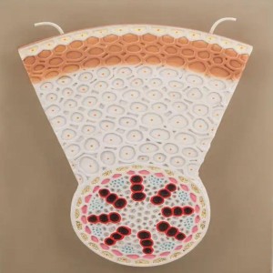 Laboratory Monocot Root