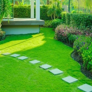 Landscaping Services Grass 